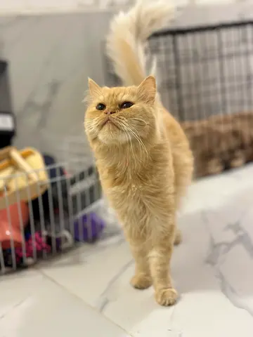Friendly cream long-haired cat available for adoption. Female, 2 years old, not neatured