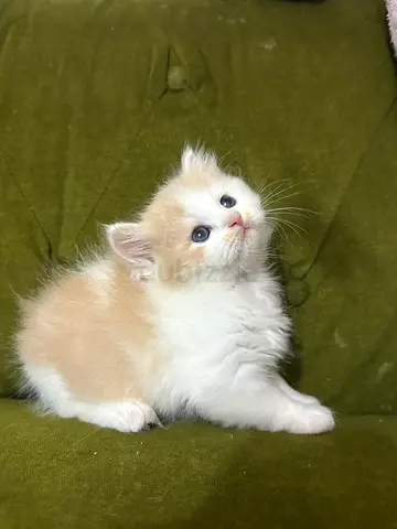 Persian kittens