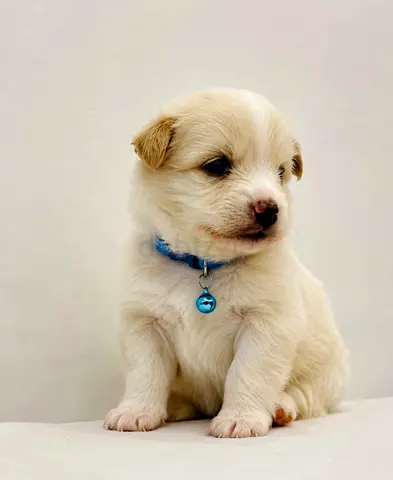30-Day-Old Pomeranian Puppies