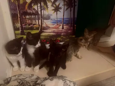 Litter of 4 Friendly Kittens 3 month old - available for adoptiand mother cat also separate