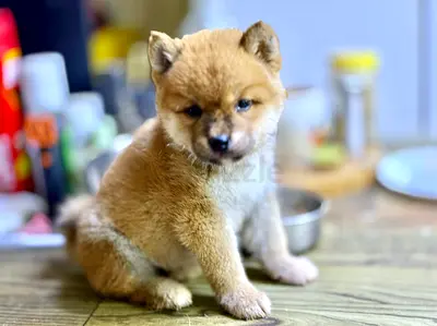 ⭐ Shiba Inu puppy ⭐ 2 months old boy, ready for his new home