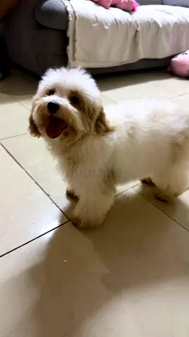Small white fluffy dog — friendly young pup available