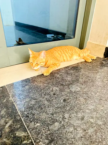 Orange Tabby Cat for Free Adoption