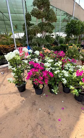 I’m selling plants all kinds of indoor plants and outdoor plants home delivery free