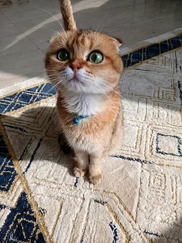 Beautiful Scottish Fold Ny12