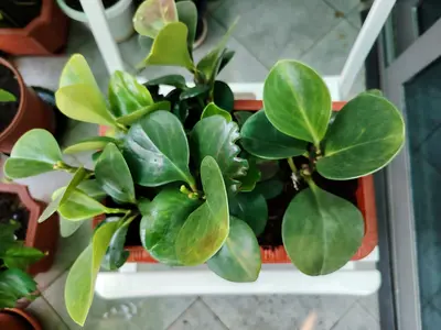 URGENT: MOVING OUT SALE- Baby Rubber Plant (Peperomia obtusifolia)