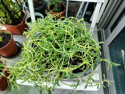 URGENT: MOVING OUT SALE- Carpet Sedum or Needle Stonecrop. (Sedum lineare)