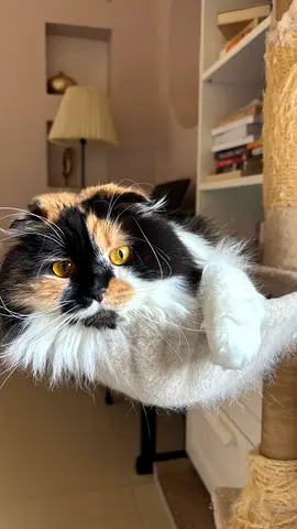 Calico Scottish fold female cat — playful and very cuddly and affectionate ready for adoption