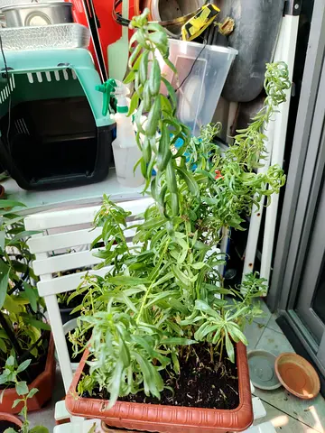 URGENT: MOVING OUT SALE- Tarragon (Artemisia Dracunculus)
