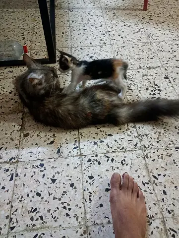 Pet cat an baby