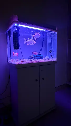 White Aquarium Tank with Cabinet Stand