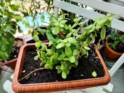 URGENT: MOVING OUT SALE- Baby Jade Plant (Portulacaria Afra), Lucky Plant