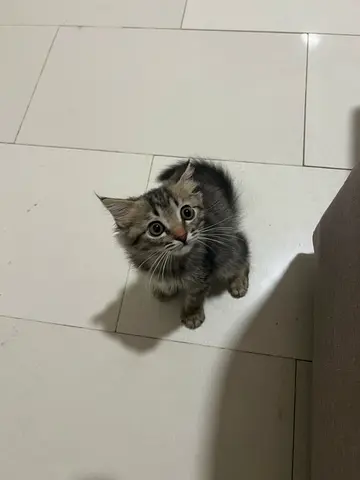Kitten