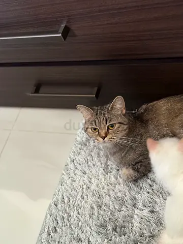 Friendly tabby kitten - about 9months,