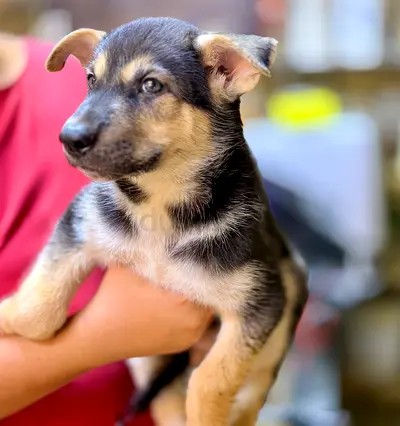 ⭐ German Shepherd female puppy 3-Months old ⭐
