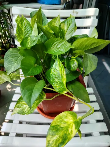 URGENT: MOVING OUT SALE- Mixed Pothos and the Peace Lily flowering plant, Lucky Plants
