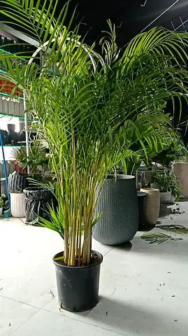 Areca Palm potted indoor plant - healthy multi-stem