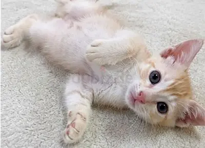 Playful Ginger and White Kitten for Adoption
