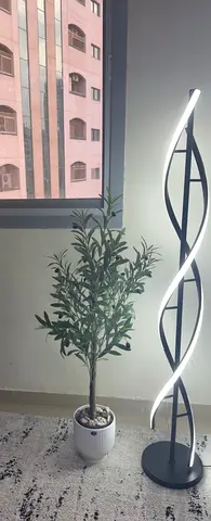 Olive Tree in White Planter