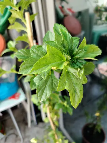 URGENT: MOVING OUT SALE- Young (Hibiscus rosa-sinensis) Flowering Plant.