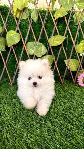 Teacup Pomeranian
