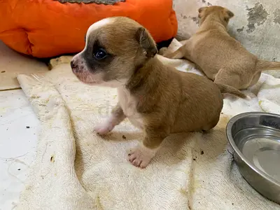 ⭐ Lovely Chihuahua boy – 2 ½ month Old ⭐
