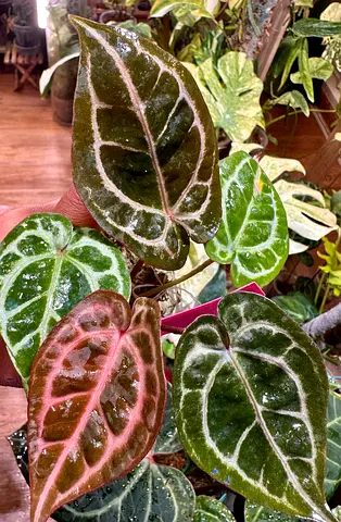 Anthuriums for sale Red crystal NSE x Zara Michelle Aed350/- Red crystal NSE x Angela 53 ard350/-