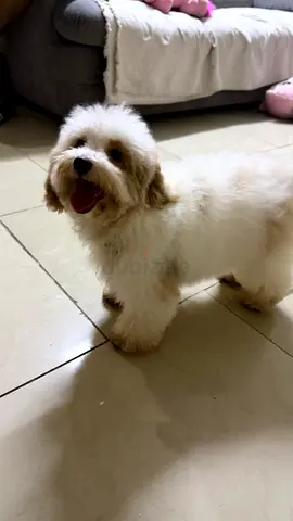 Small fluffy white puppy — friendly home pet, ready for adoption