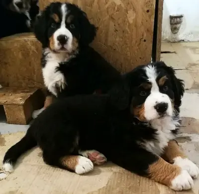 Bernese Mountain Puppies