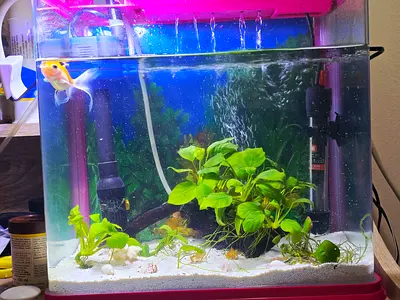 25L Glass Aquarium with Plants, Filter and Goldfish - Ready Setup
