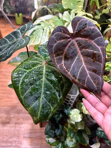 Anthuriums for sale Red crystal NSE x Zara Michelle Aed350/- Red crystal NSE x Angela 53 ard350/-
