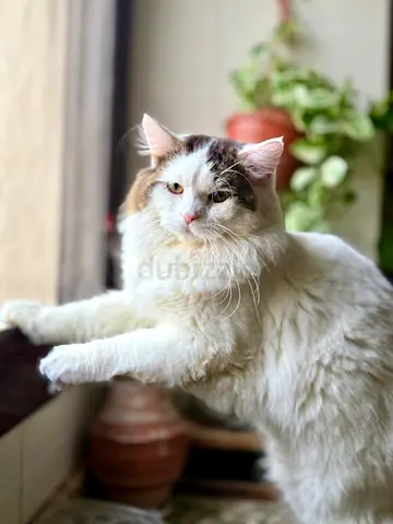 White Persian cat around 2 years old had surgery done up for adoption