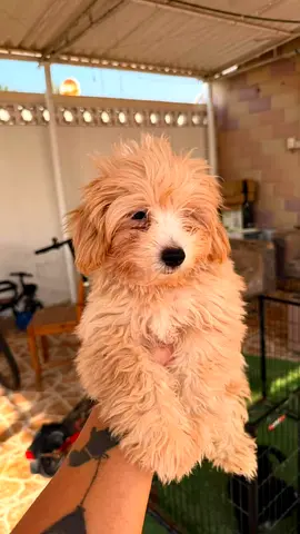 Small fluffy mixed-breed puppy — around 2-3 months old
