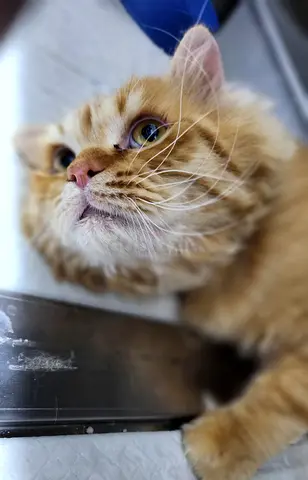 Adorable loving Cat adoption