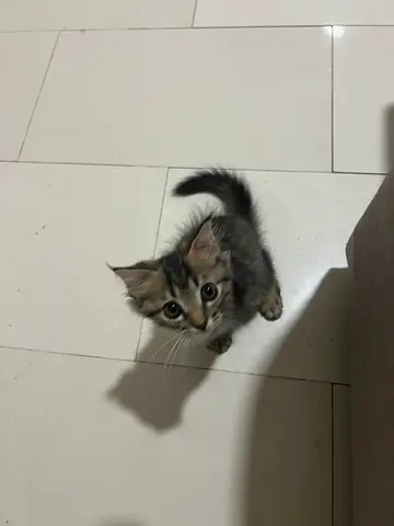Kitten