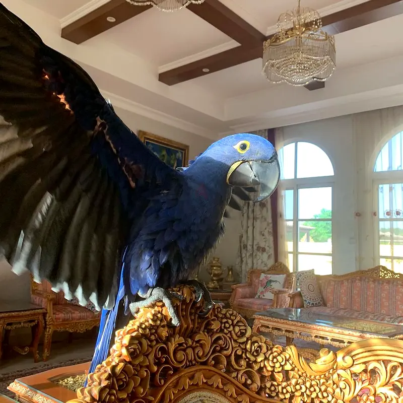gallery-image