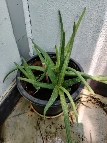 URGENT: MOVING OUT SALE- Medium Aloe Vera Plant,  low-maintenance succulent medicinal plant