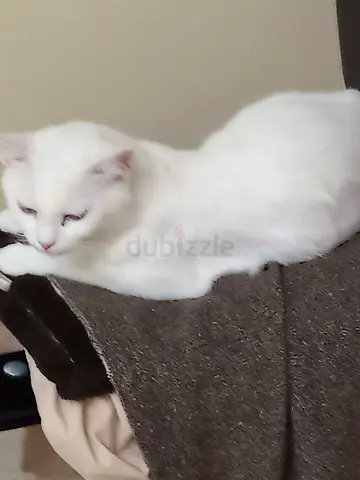 For adoption Adult white domestic shorthair cat