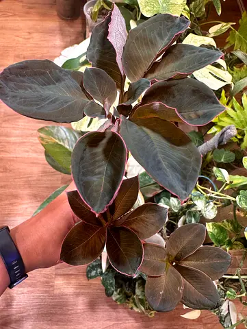 Amorphophallus atroviridis is a striking caudiciform plant