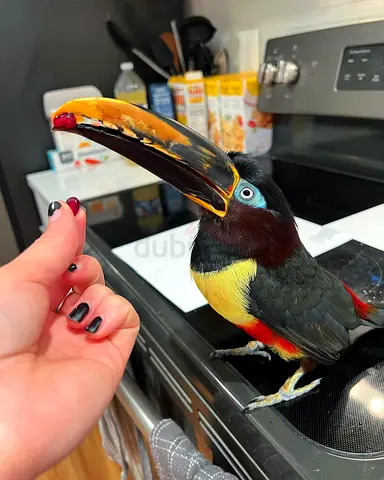 Chestnut-eared aracari