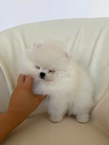 Pomeranian puppies for adoption