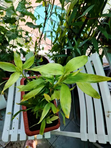 URGENT: MOVING OUT SALE- Lucky Bamboo (Dracaena sanderiana) on soil
