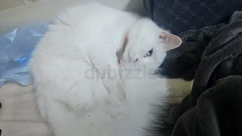 Beautiful white cat
