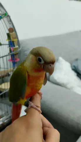 Tamed pineapple conure young
