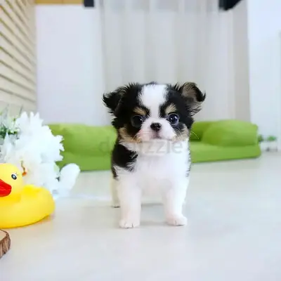 Chihuahua Puppies For Adoption