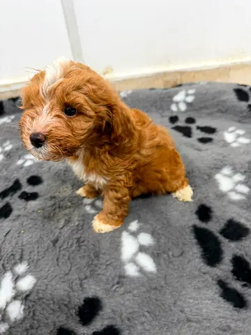 Small brown & white Cavapoo puppy — friendly, ready for home