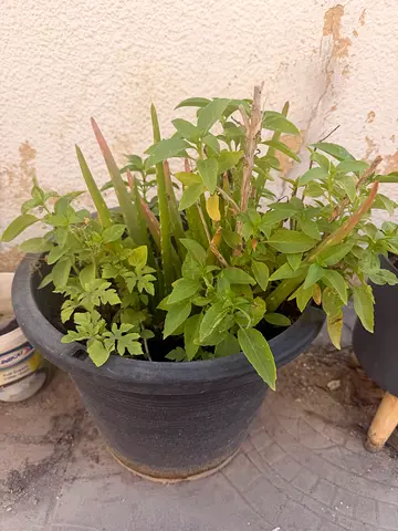Plants