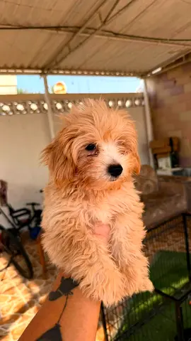 Cute small fluffy puppy, around 2-3 months old