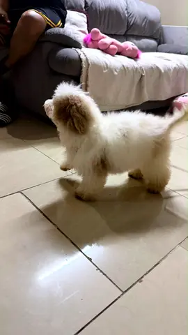 Fluffy small mixed-breed puppy — friendly, cream-white