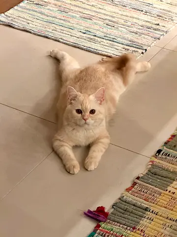 Pet